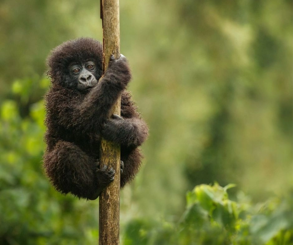 uganda gorilla trekking safari the ultimate wildlife adventure