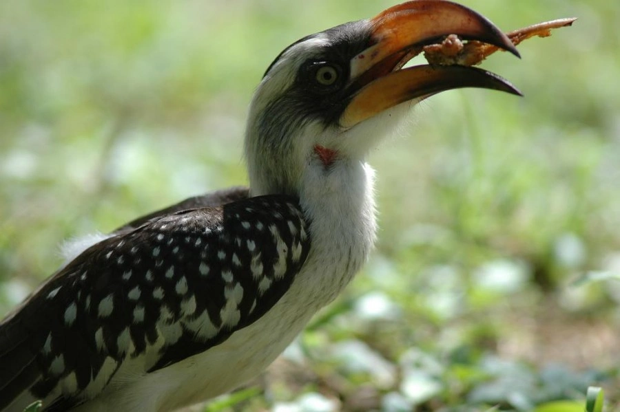 yellow hornbill frederic salein 1